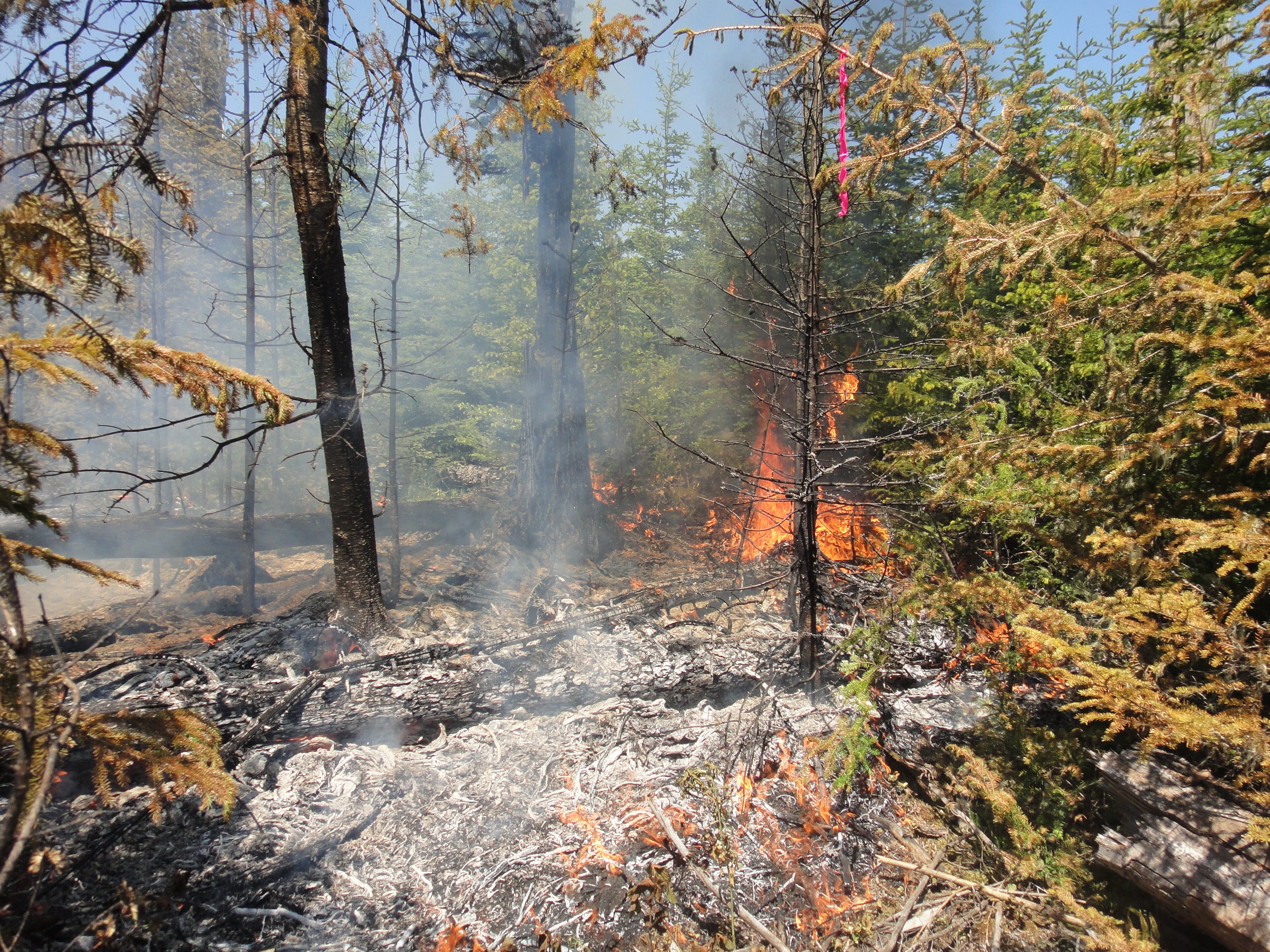 Wildland fire burning in a Northern Ontario forest